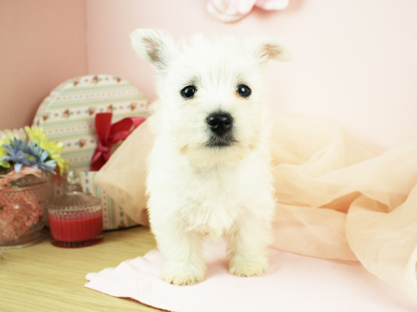 子犬の名前が決まりました☆